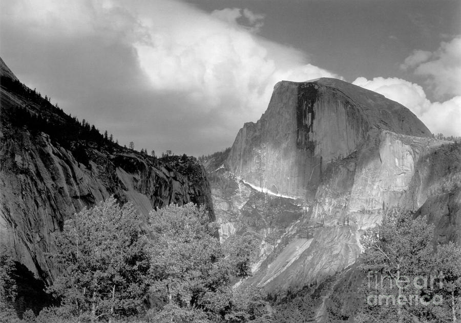 Tree Photograph - Half Dome Cottonwood Trees 1932 by Ansel Adams