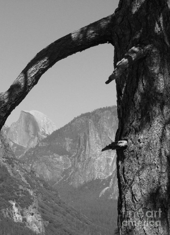 Half Dome Through Branch black and white Photograph by Mini Arora