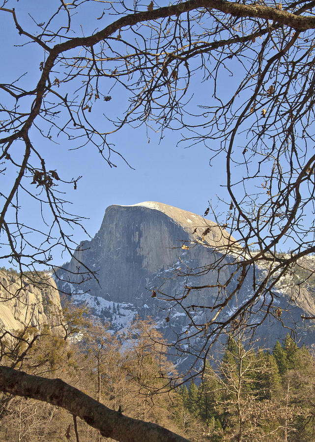 Yosemite National Park Photograph - Half Dome Through The Trees by Her Arts Desire