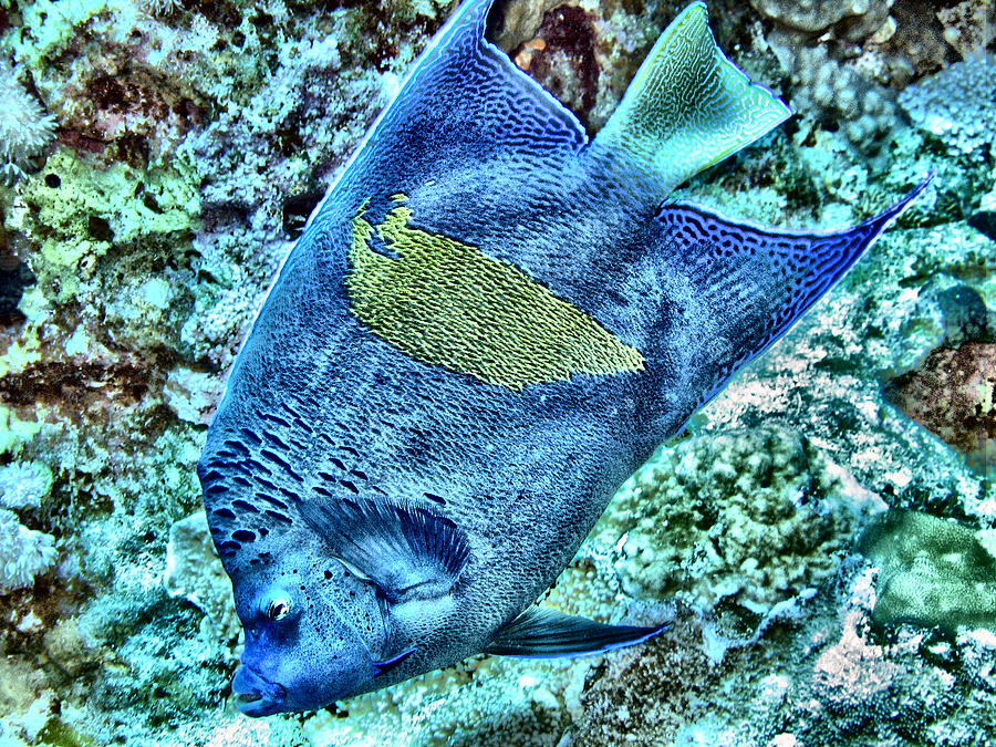 Half Moon Angel Fish Digital Art by Roy Pedersen
