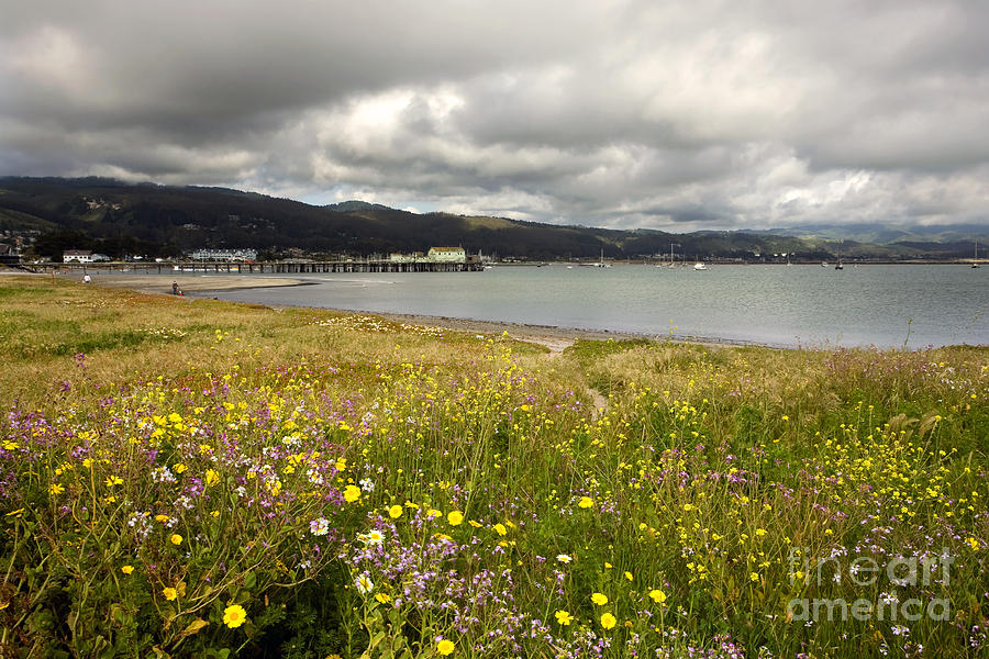 Flower Photograph - Half Moon Bay in Spring by Matt Tilghman