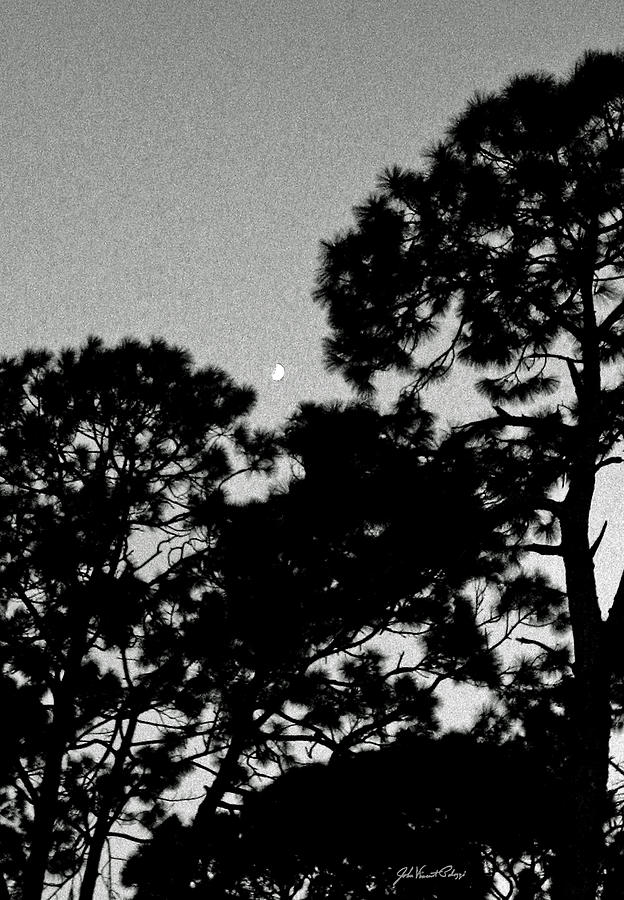 Half Moon Pines 1 Photograph by John Vincent Palozzi