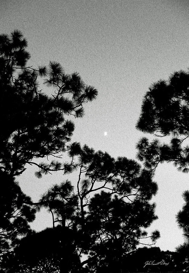 Half Moon Pines 2 Photograph by John Vincent Palozzi