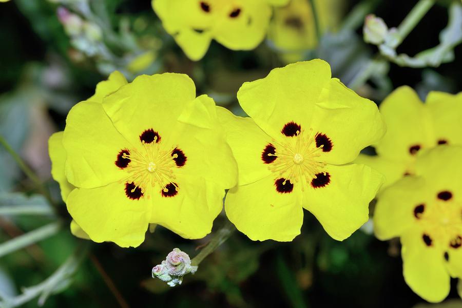 Halimium Halimifolium Flowers Photograph by Science Photo Library Halimium Halimifolium Flowers Photograph by Science Photo Library