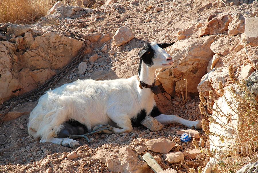 Halki farm goat Photograph by David Fowler