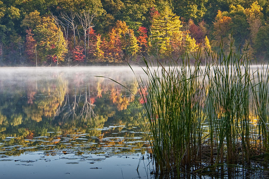Hall Lake with cattails in Autumn Photograph by Randall Nyhof