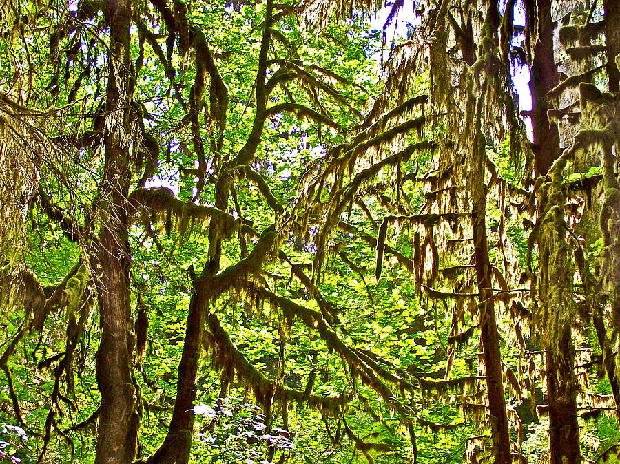 Olympic National Park Photograph - Hall of Mosses in Hoh Rain Forest in Olympic National Park-Washington by Ruth Hager