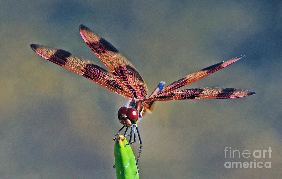Halloween Banner - Dragonfly Photograph by Larry Nieland