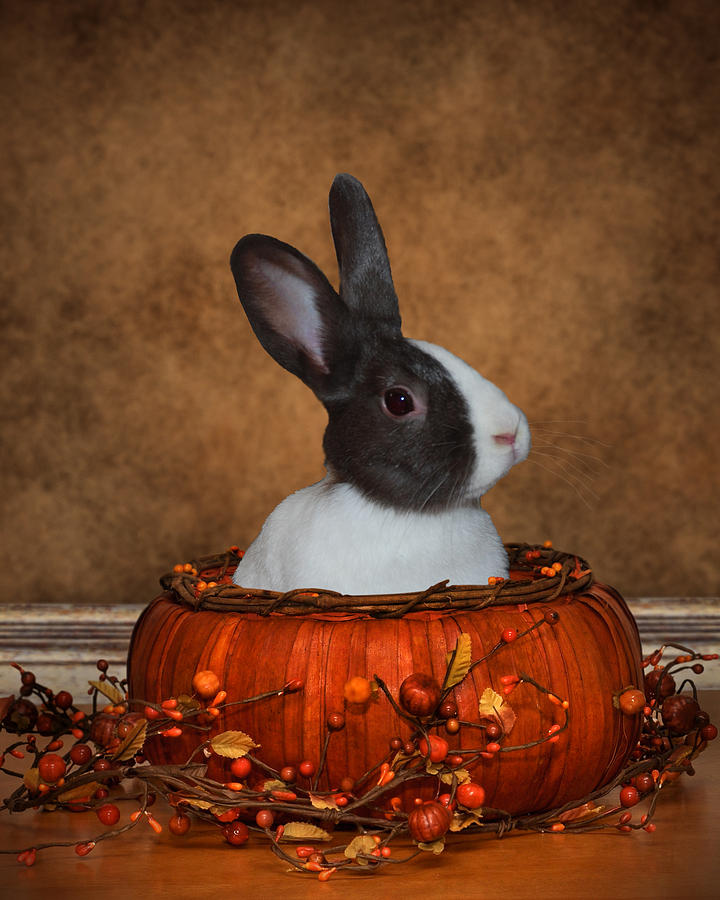 Animal Photograph - Halloween Bunny by Diane Bell