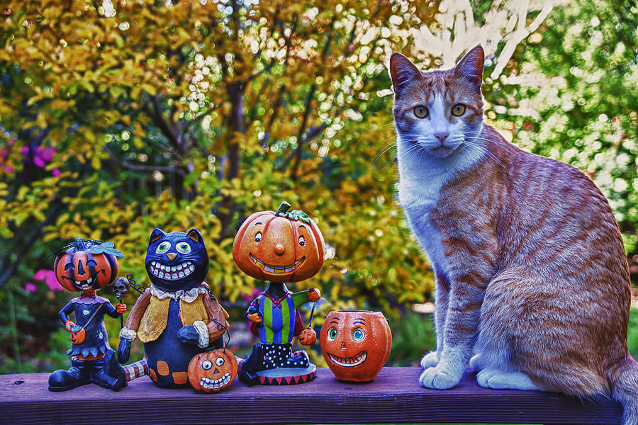 Cat Photograph - Halloween Cat by Garry Gay