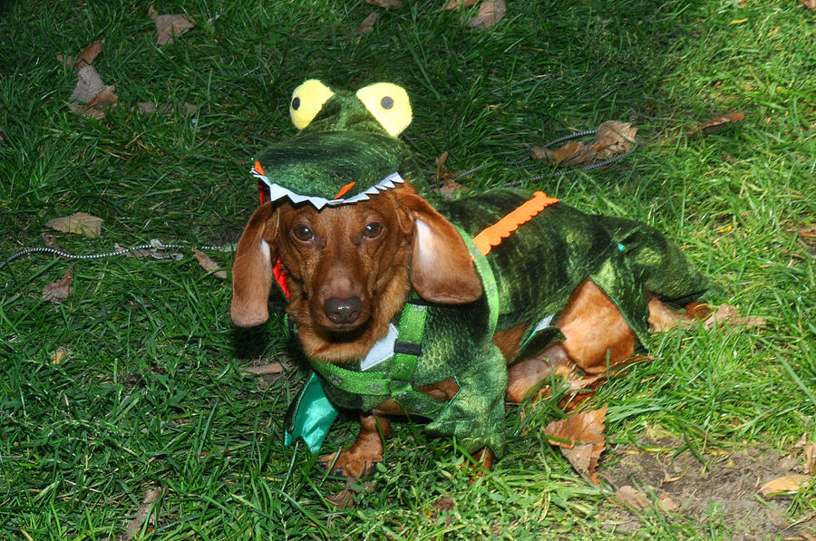 Halloween Dog Photograph by Diane Lent