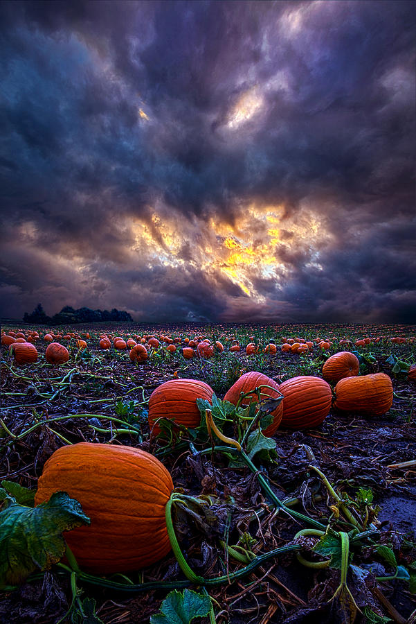 Pumpkin Photograph - Halloween is Near by Phil Koch