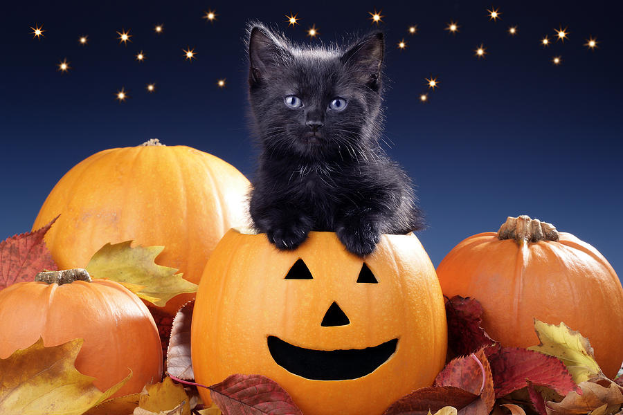 Pumpkin Photograph - Halloween Kitten by MGL Meiklejohn Graphics Licensing