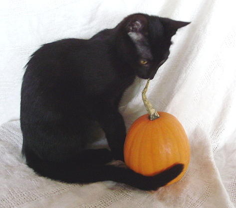 Halloween Kitty Photograph