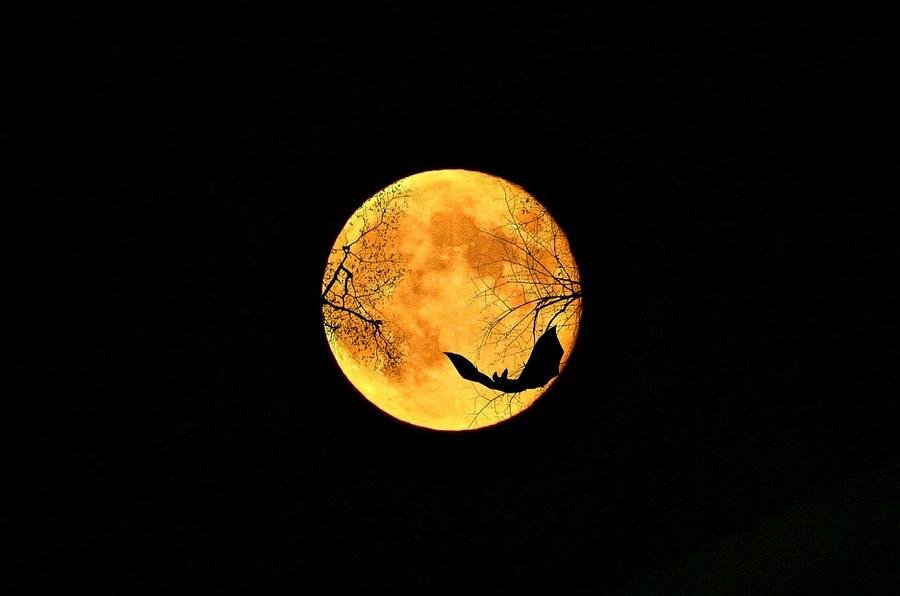Halloween Moon Photograph by Barbara S Nickerson