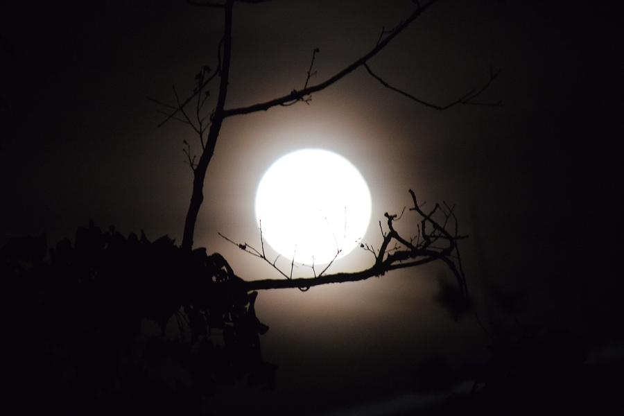 Halloween Moon #1 Photograph by Gary Smith