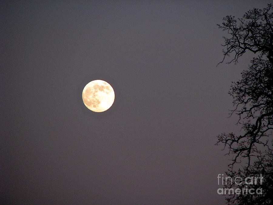 Halloween Moon Photograph by Phyllis Kaltenbach