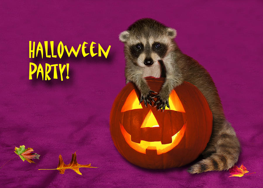 Pumpkin Photograph - Halloween Party Raccoon by Jeanette K