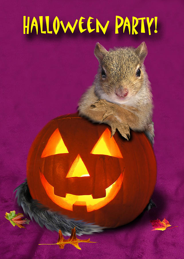 Pumpkin Photograph - Halloween Party Squirrel by Jeanette K