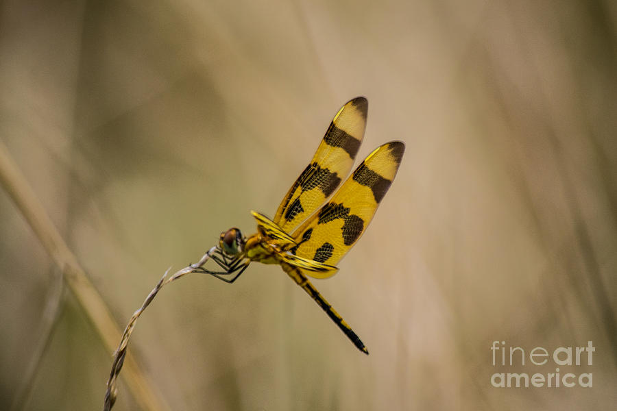 Halloween Pennant Dragonfly Photograph by Angela DeFrias