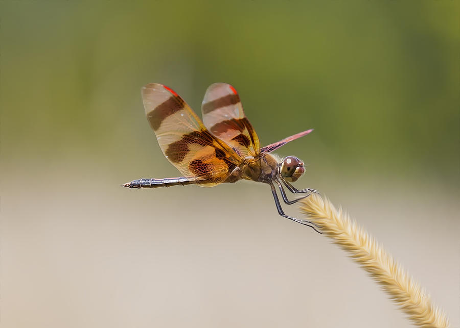 Halloween Pennant Dragonfly Photograph by Bill and Linda Tiepelman
