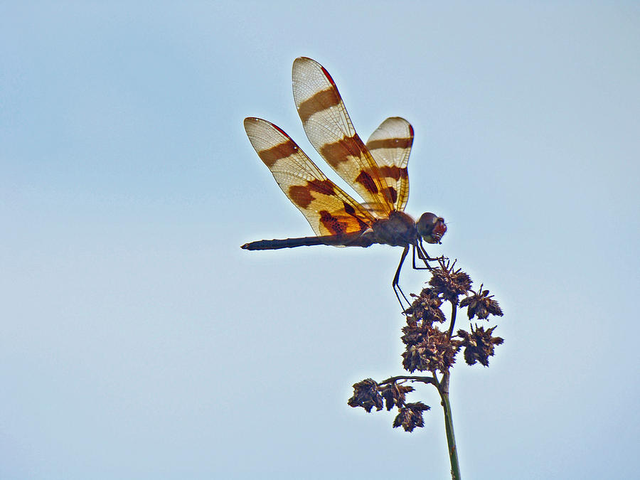 Halloween Pennant Dragonfly - Celithemis eponina Photograph by Carol Senske