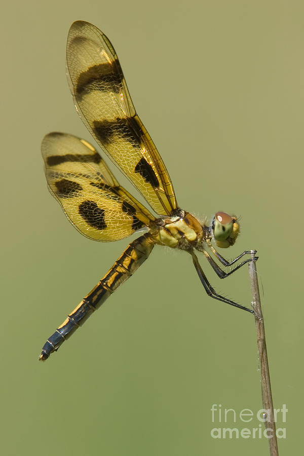 Halloween Pennant Dragonfly Photograph by Clarence Holmes
