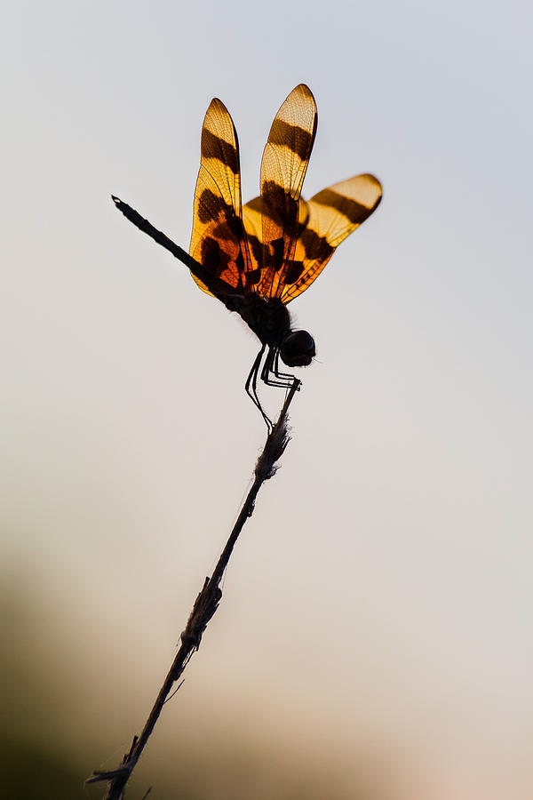 Halloween Pennant Dragonfly Glow Photograph by Ed Gleichman