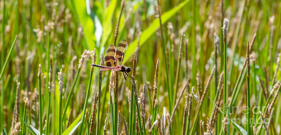 Halloween Pennant Dragonfly  Male Photograph by Donna Brown