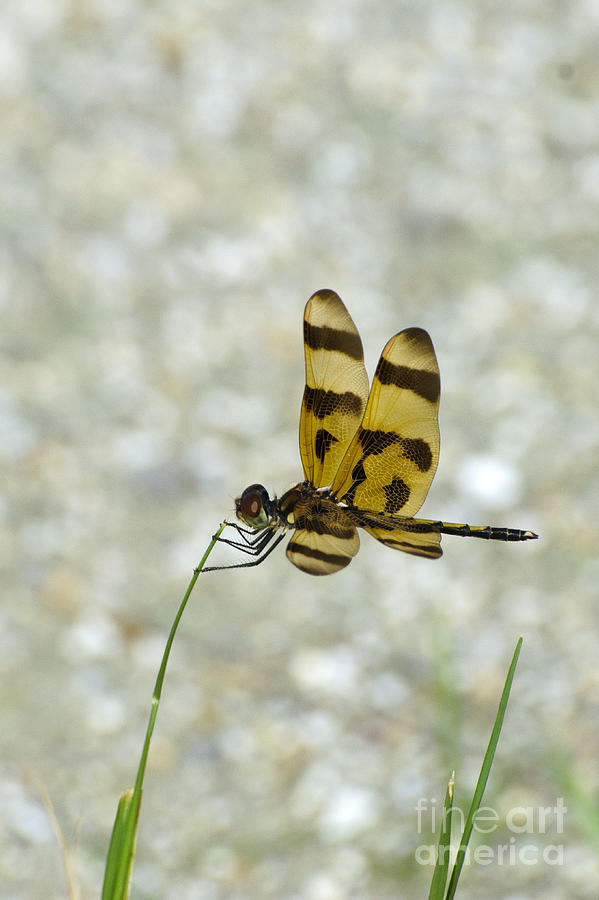 Halloween Pennant Dragonfly Photograph by Mark Newman