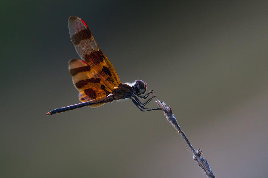 Halloween Pennant Dragonfly Perched Photograph