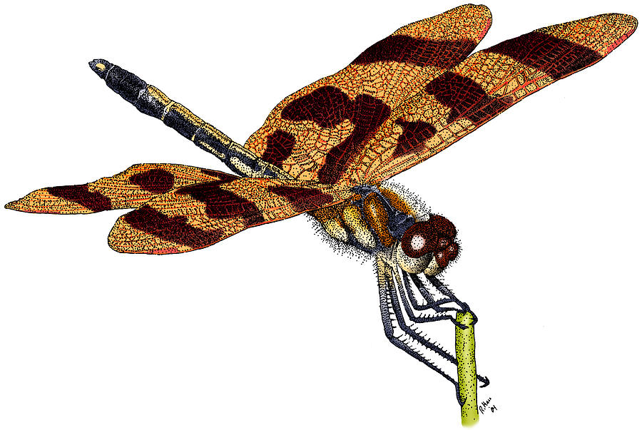 Halloween Pennant Dragonfly Photograph by Roger Hall