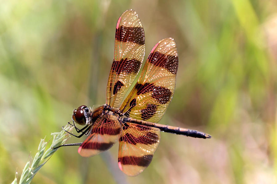 Halloween Pennant Dragonfly Photograph by Theo OConnor