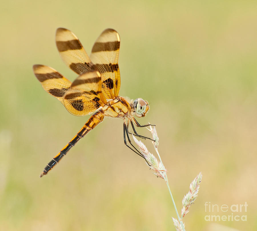 Halloween Pennant Photograph by Sari ONeal