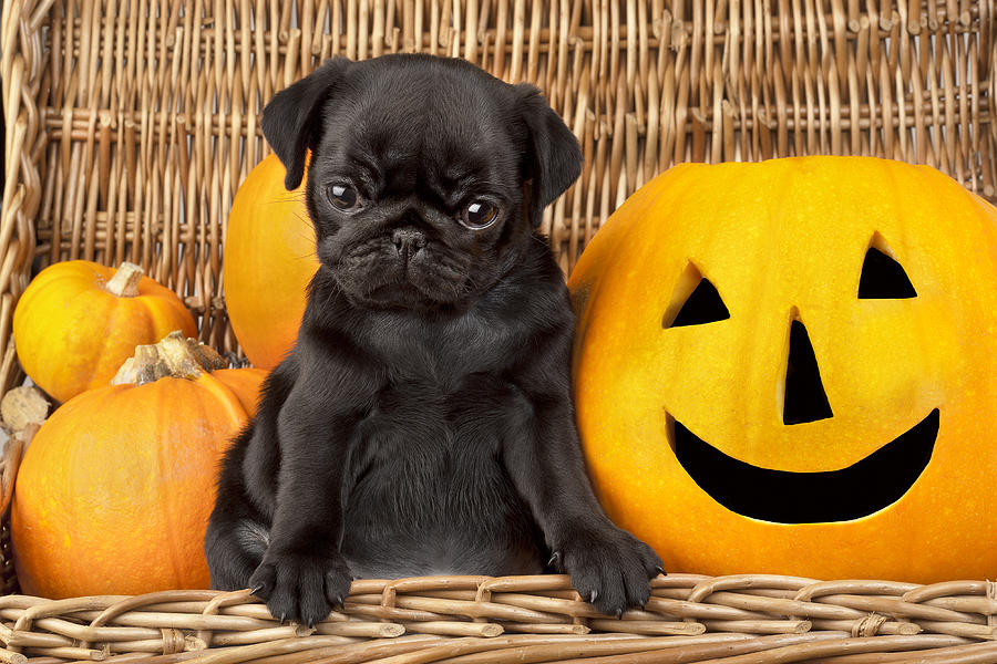 pugs puppies in costumes