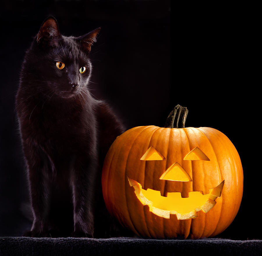 Halloween Pumpkin And Cat Photograph by Dirk Ercken