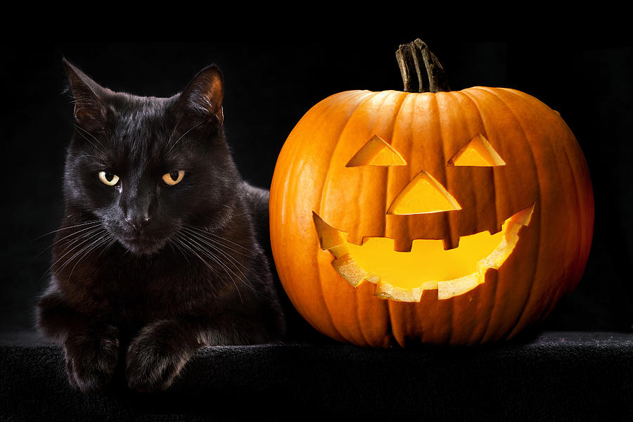 Halloween pumpkin black cat Photograph by Dirk Ercken