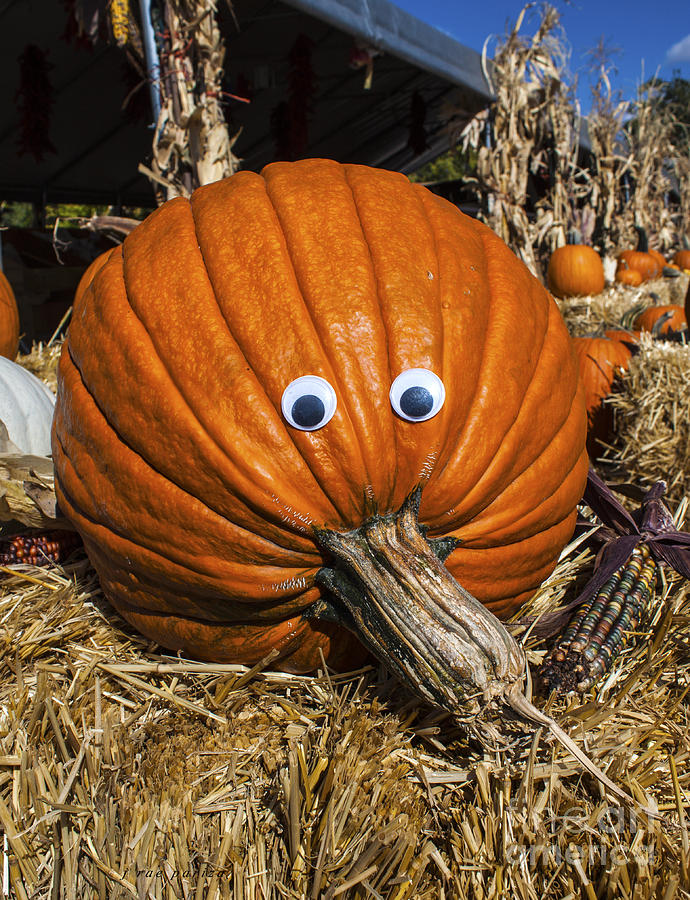 Halloween Pumpkin Head Photograph by Janice Pariza