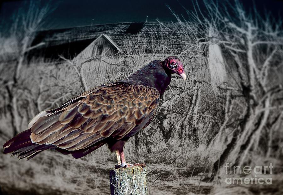 Halloween Turkey Vulture Photograph by Henry Kowalski