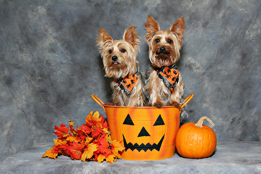 Halloween Yorkies Photograph by John Rockwood - Pixels