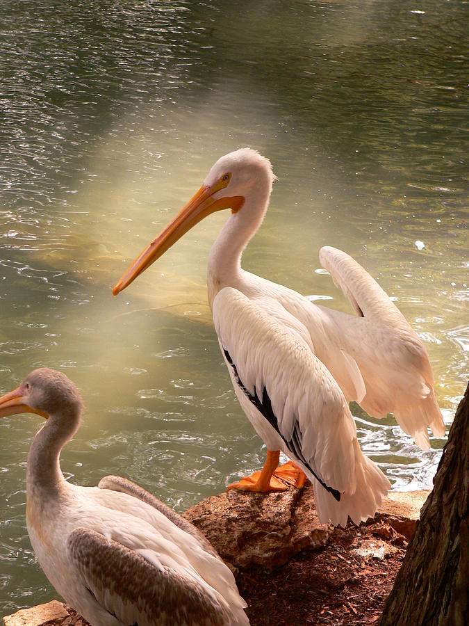 Haloed Pelican Photograph by Kimo Fernandez