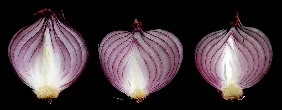 Halved Red Onions Photograph by Thomas Fester