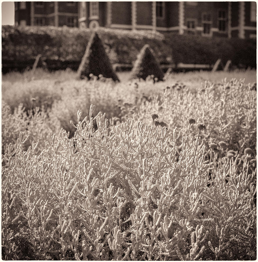 Garden Photograph - Ham House Lavender Garden by Lenny Carter