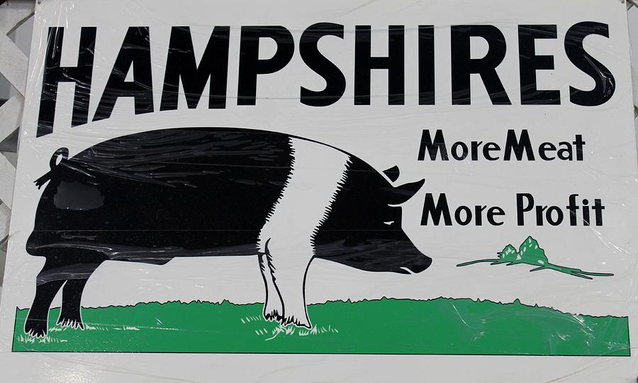 Vintage Photograph - Hampshire Hog by Nelson Skinner
