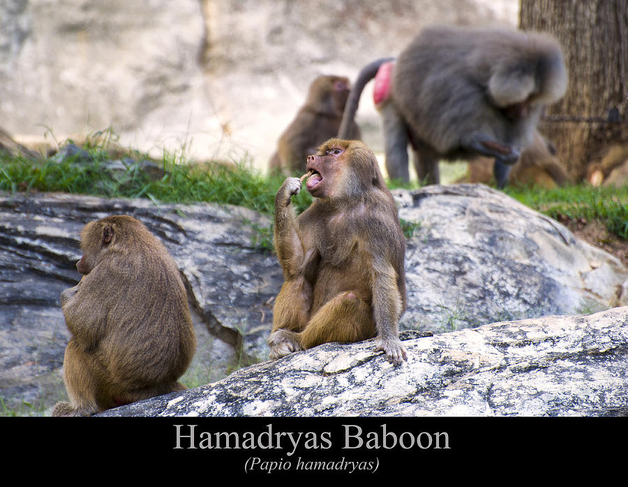 Hamadryas Baboon Digital Art by Flees Photos