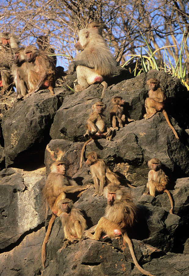 Hamadryas Baboons Photograph By Tony Camachoscience Photo Library Pixels 