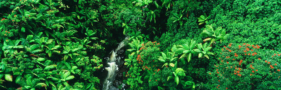 Jungle Photograph - Hamakua Coast, Hawaii, Hawaii, Usa by Panoramic Images