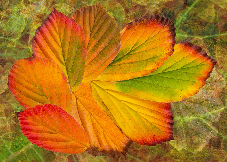 Fall Photograph - Hamamelis Leaves by Pete Hemington