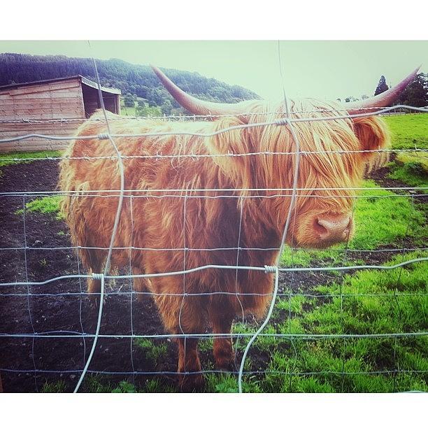 Hamish Photograph - #hamish, The #hairycoo! Isnt He A by June T