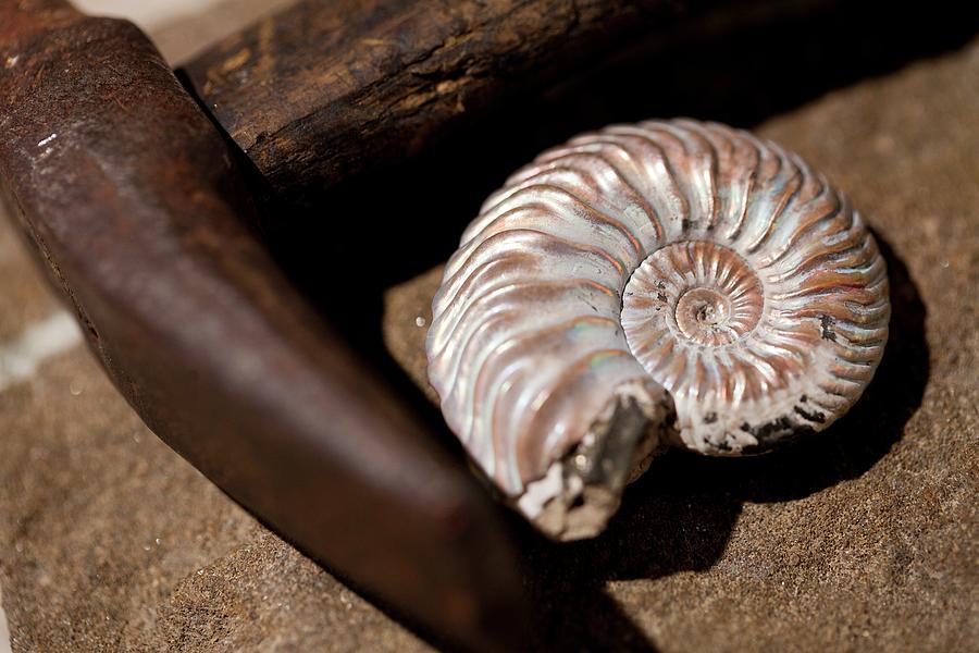Hammer Photograph - Hammer And Ammonite Geology Emblems by Paul D Stewart